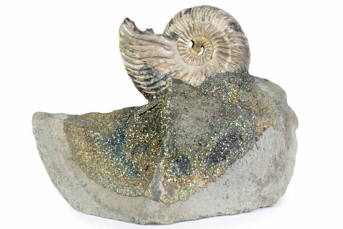 Iridescent Pyritized Ammonite (Quenstedticeras) Fossil Display #383625